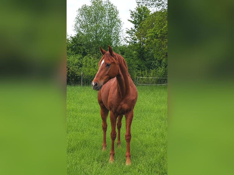 Hanovrien Hongre 2 Ans 160 cm Alezan in Clenze