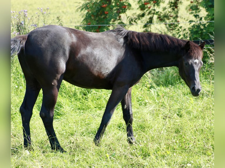 Hanovrien Hongre 2 Ans 160 cm Noir in Hardegsen