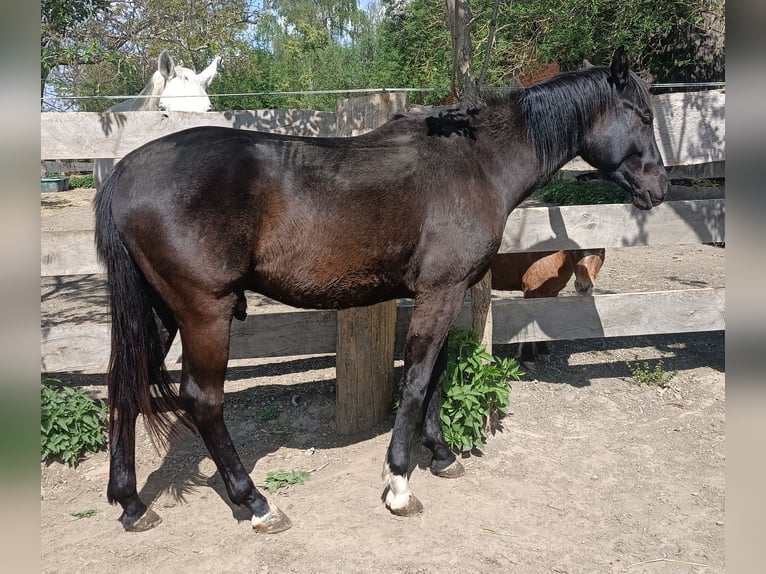 Hanovrien Hongre 2 Ans 160 cm Noir in Hemmingen