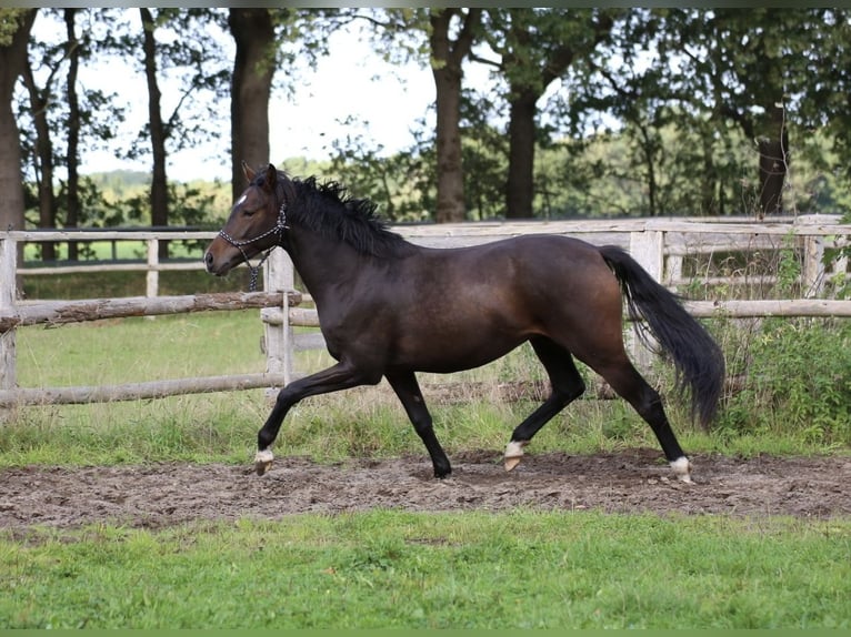 Hanovrien Hongre 2 Ans 161 cm Bai brun in Fredenbeck