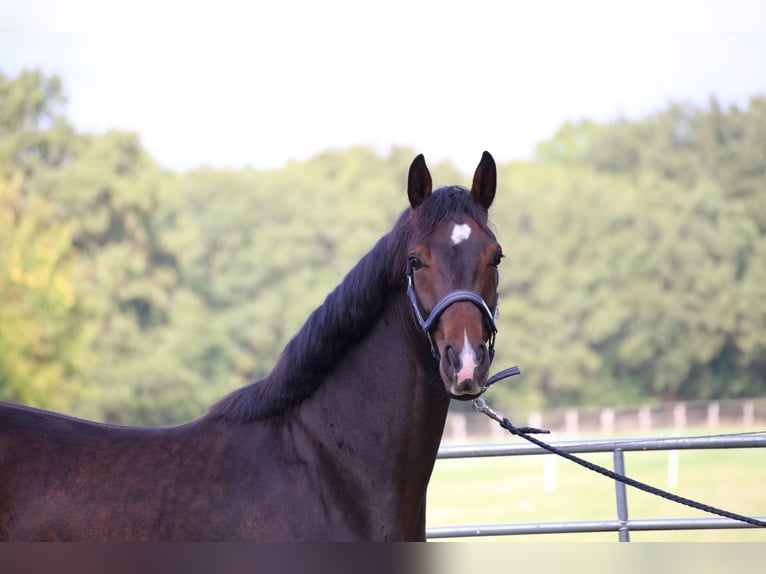 Hanovrien Hongre 2 Ans 161 cm Bai brun in Fredenbeck
