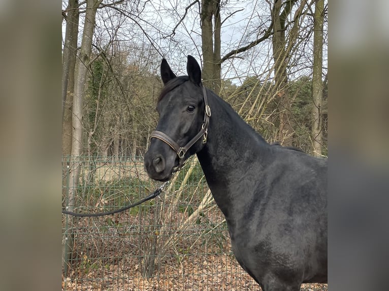 Hanovrien Hongre 2 Ans 162 cm Bai brun in Verl