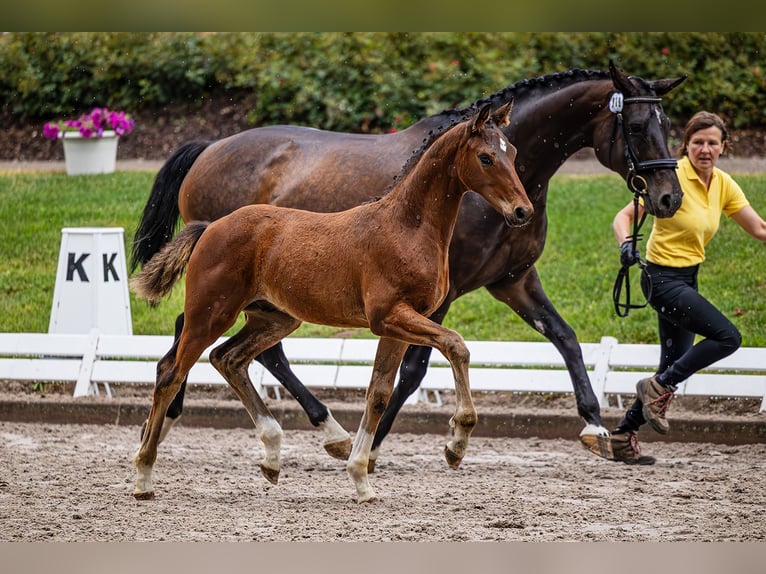 Hanovrien Hongre 2 Ans 164 cm Bai brun in Neu-Eichenberg