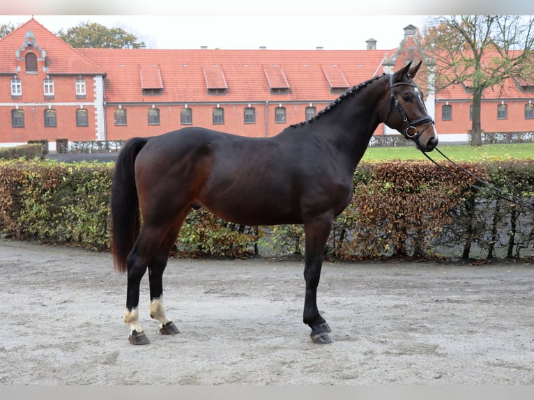 Hanovrien Hongre 2 Ans 165 cm Bai brun in Celle