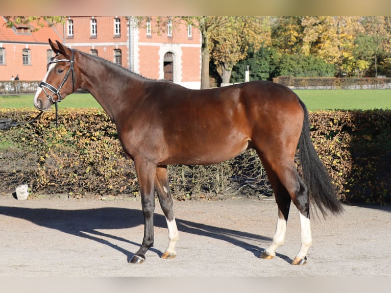 Hanovrien Hongre 2 Ans 165 cm Bai in Celle