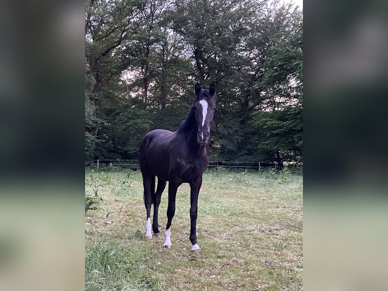 Hanovrien Hongre 2 Ans 165 cm Noir in Langwedel