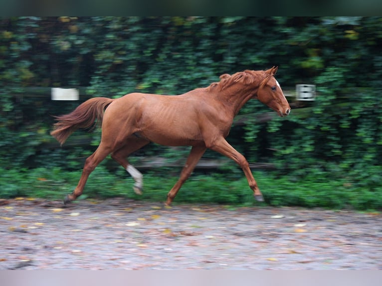 Hanovrien Hongre 2 Ans 166 cm Alezan in Wesel