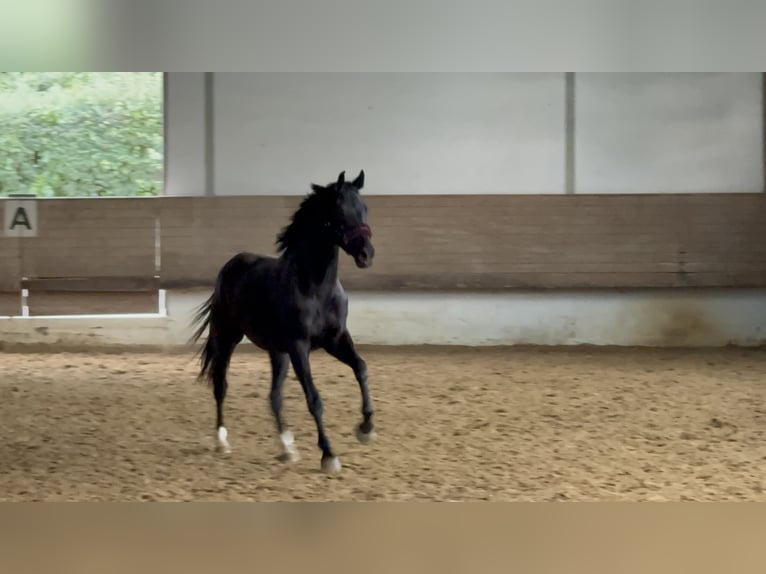 Hanovrien Hongre 2 Ans 166 cm Noir in Bad Friedrichshall