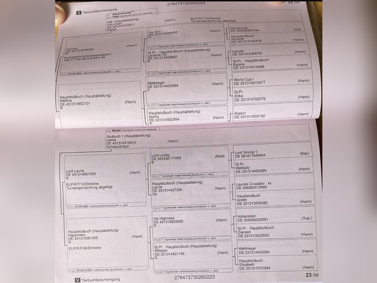 Hanovrien Hongre 2 Ans 166 cm Noir in Bad Friedrichshall