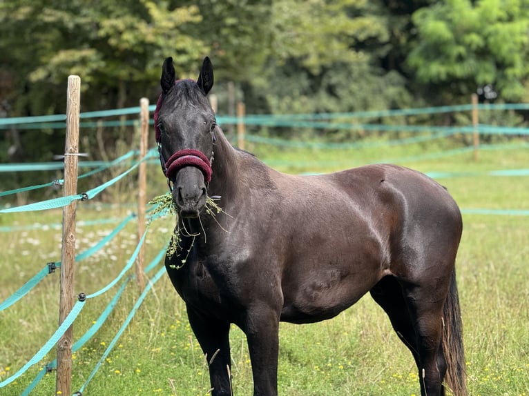 Hanovrien Hongre 2 Ans 166 cm Noir in Bad Friedrichshall