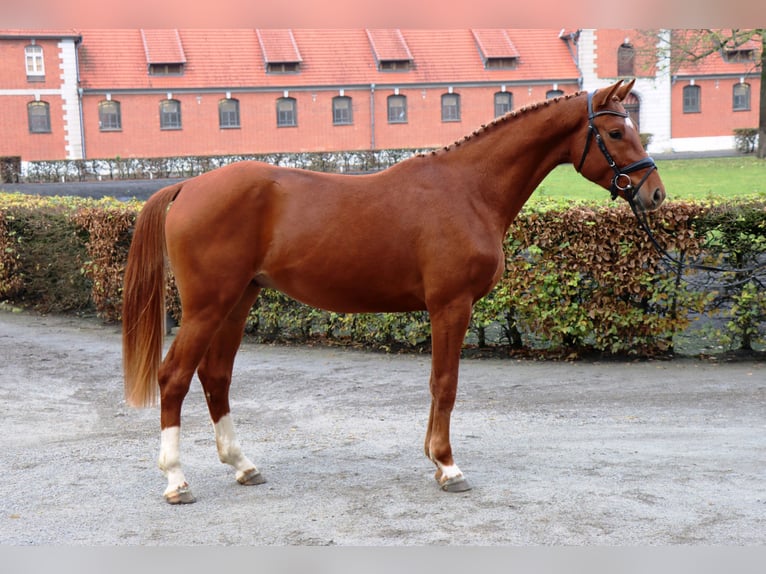 Hanovrien Hongre 2 Ans 167 cm Alezan brûlé in Celle