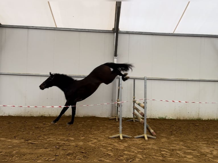 Hanovrien Hongre 2 Ans 167 cm Bai cerise in Jarosławiec