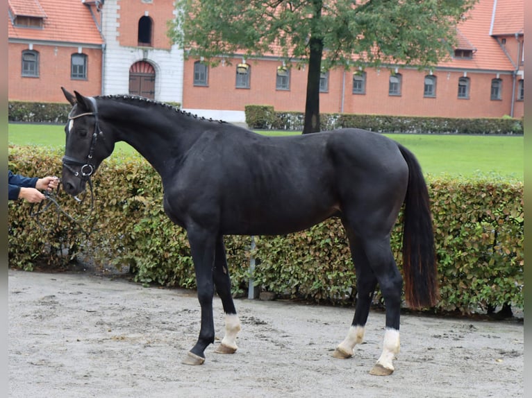 Hanovrien Hongre 2 Ans 168 cm Bai brun foncé in Celle