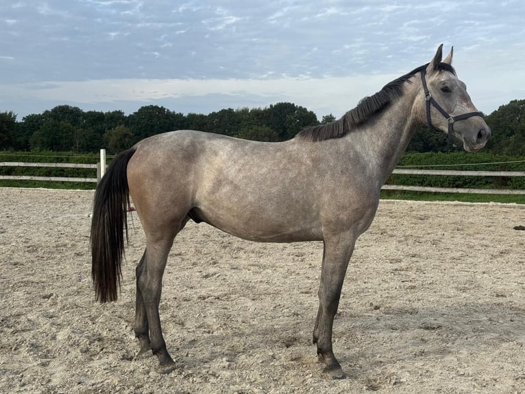 Hanovrien Hongre 2 Ans 168 cm Gris in Cuxhaven