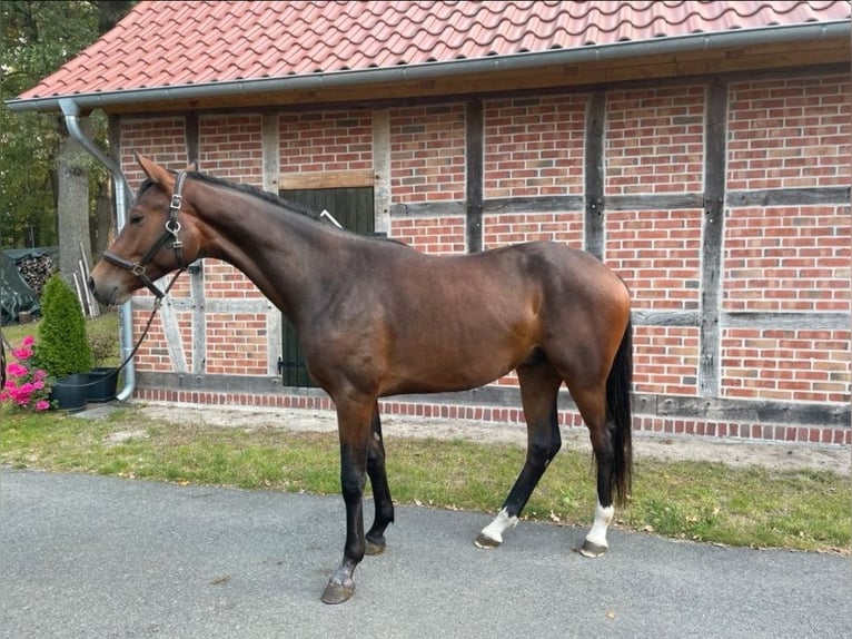 Hanovrien Hongre 2 Ans 170 cm Bai brun in Schneeren