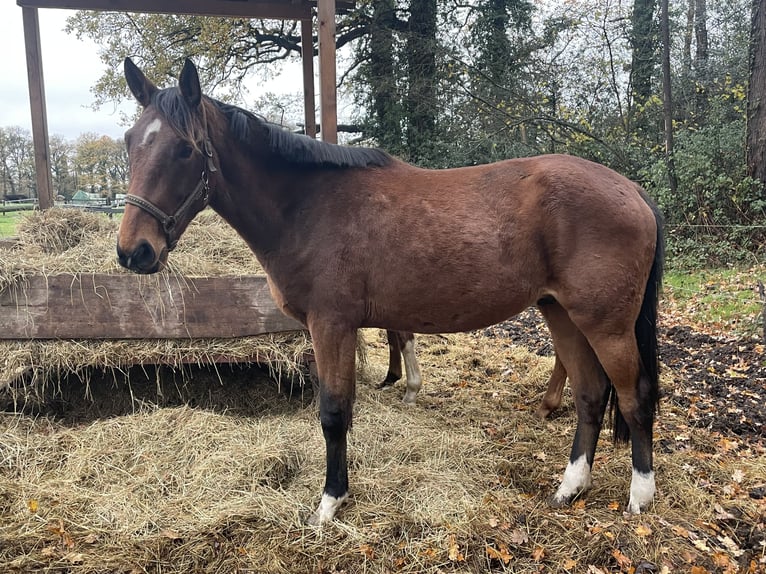 Hanovrien Hongre 2 Ans 170 cm Bai in Isernhagen