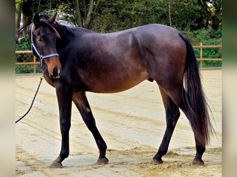 Hanovrien Hongre 2 Ans 170 cm Bai in Neuss Hanovrien Hongre 2 Ans 170 cm Bai in Neuss