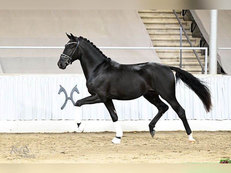 Hanovrien Hongre 2 Ans 172 cm Noir in Wagenfeld