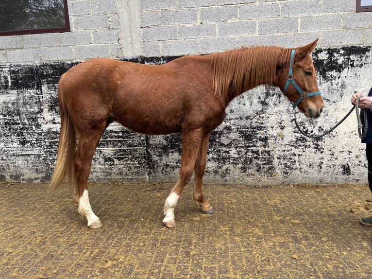 Hanovrien Hongre 2 Ans 175 cm Alezan in Brechen