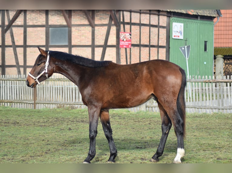 Hanovrien Hongre 2 Ans 175 cm Bai in Salzgitter