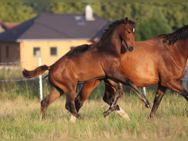 Hanovrien Hongre 2 Ans 175 cm Bai in Salzgitter