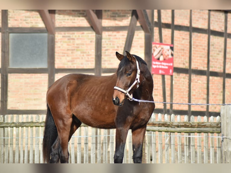 Hanovrien Hongre 2 Ans 175 cm Bai in Salzgitter