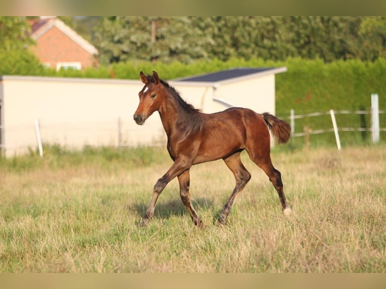Hanovrien Hongre 2 Ans 175 cm Bai in Salzgitter