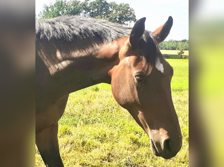 Hanovrien Hongre 2 Ans Bai brun in Edemissen