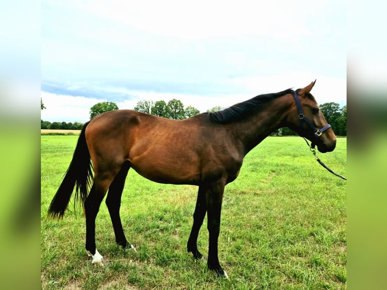Hanovrien Hongre 2 Ans Bai brun in Edemissen