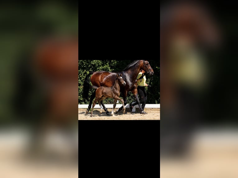 Hanovrien Hongre 2 Ans Bai brun foncé in Minden