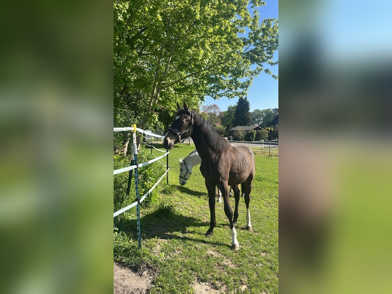 Hanovrien Hongre 2 Ans Bai brun foncé in Minden