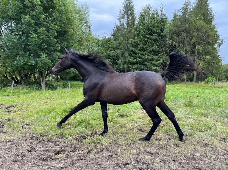 Hanovrien Hongre 2 Ans Peut devenir gris in Klatovy