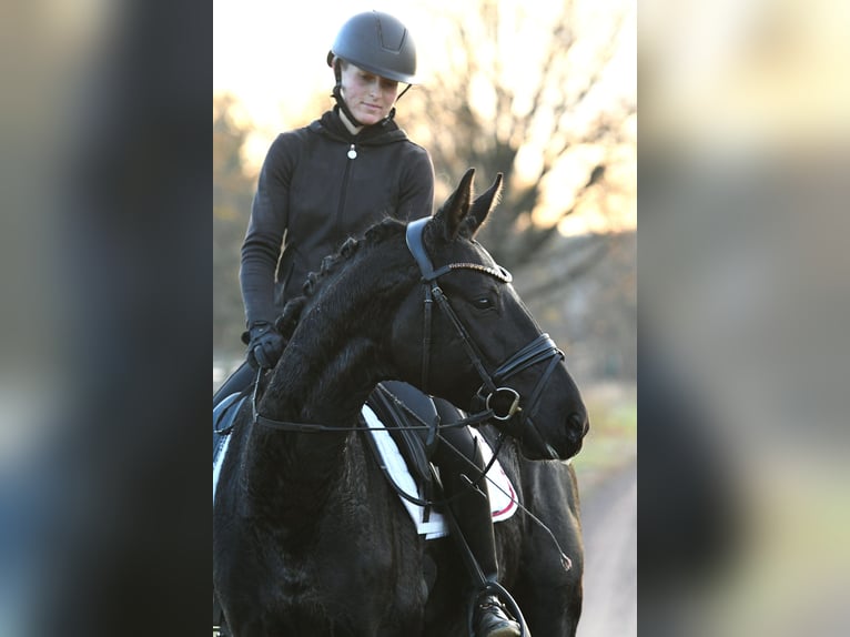 Hanovrien Hongre 3 Ans 157 cm Noir in Kamern