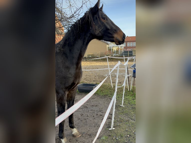 Hanovrien Hongre 3 Ans 160 cm Bai in Schellerten