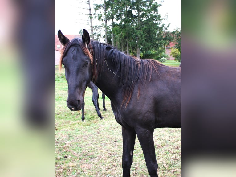 Hanovrien Hongre 3 Ans 161 cm Noir in Hankensbüttel