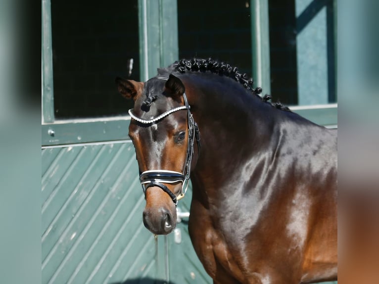 Hanovrien Hongre 3 Ans 162 cm Bai brun in Bramsche
