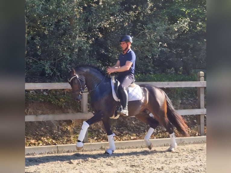Hanovrien Hongre 3 Ans 162 cm Bai brun in Bramsche