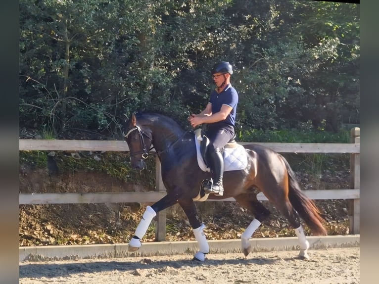 Hanovrien Hongre 3 Ans 162 cm Bai brun in Bramsche