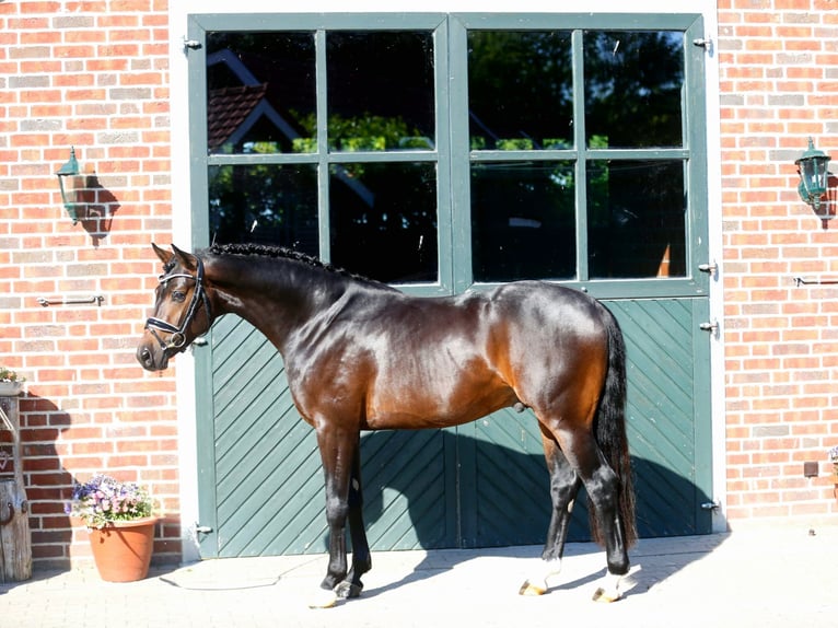 Hanovrien Hongre 3 Ans 162 cm Bai brun in Bramsche