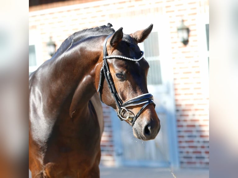 Hanovrien Hongre 3 Ans 162 cm Bai brun in Bramsche