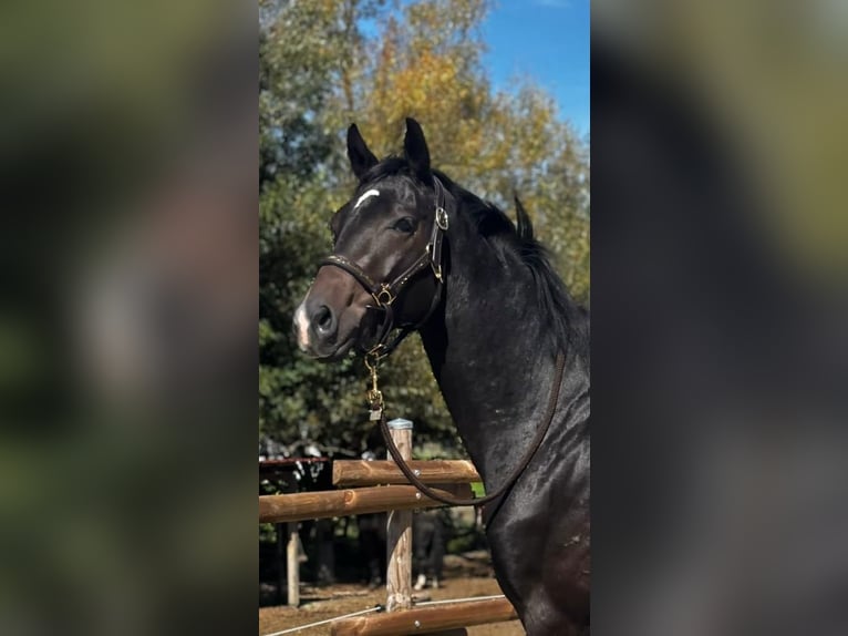 Hanovrien Hongre 3 Ans 162 cm Bai brun in Wangen im Allgäu