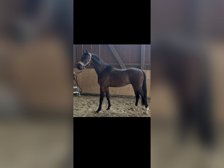 Hanovrien Hongre 3 Ans 162 cm Bai brun in Hannoversch Münden