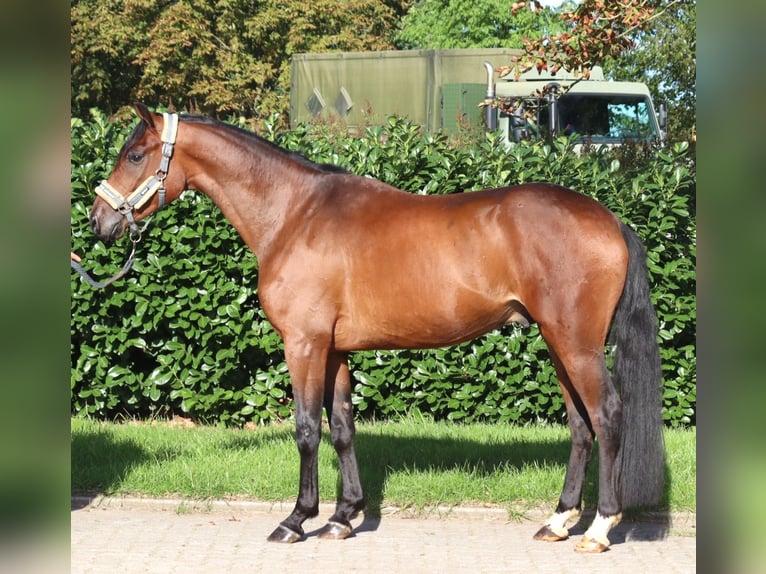 Hanovrien Hongre 3 Ans 162 cm Bai in Selsingen