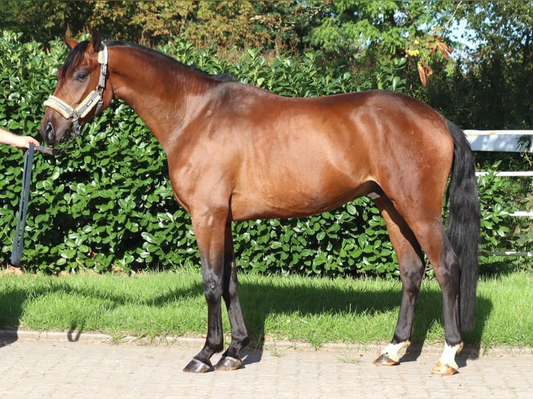 Hanovrien Hongre 3 Ans 162 cm Bai in Selsingen
