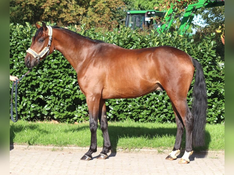 Hanovrien Hongre 3 Ans 162 cm Bai in Selsingen