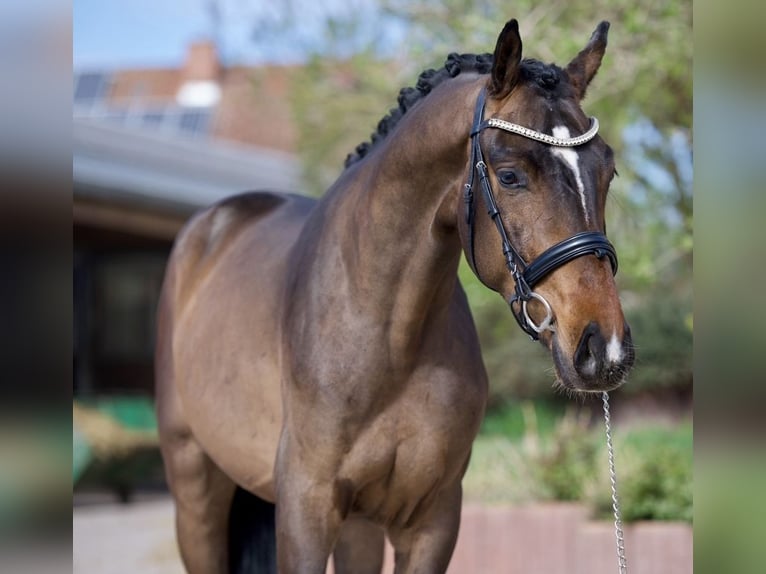 Hanovrien Hongre 3 Ans 162 cm Bai in Ludwigsfelde