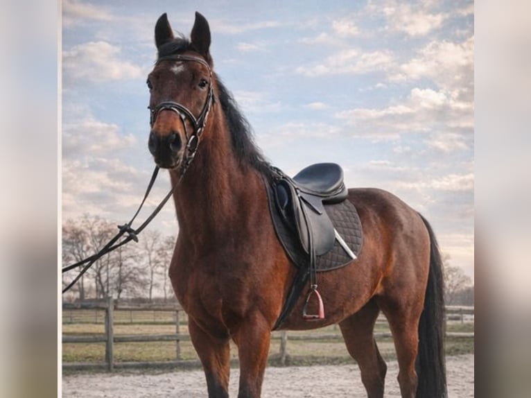 Hanovrien Hongre 3 Ans 162 cm Bai in Oyten