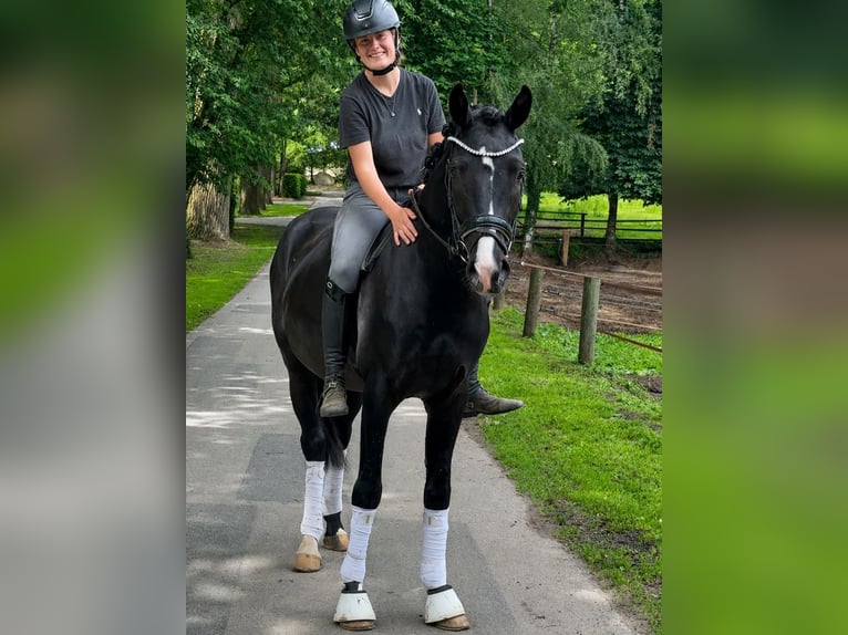 Hanovrien Hongre 3 Ans 162 cm Noir in Fürstenau