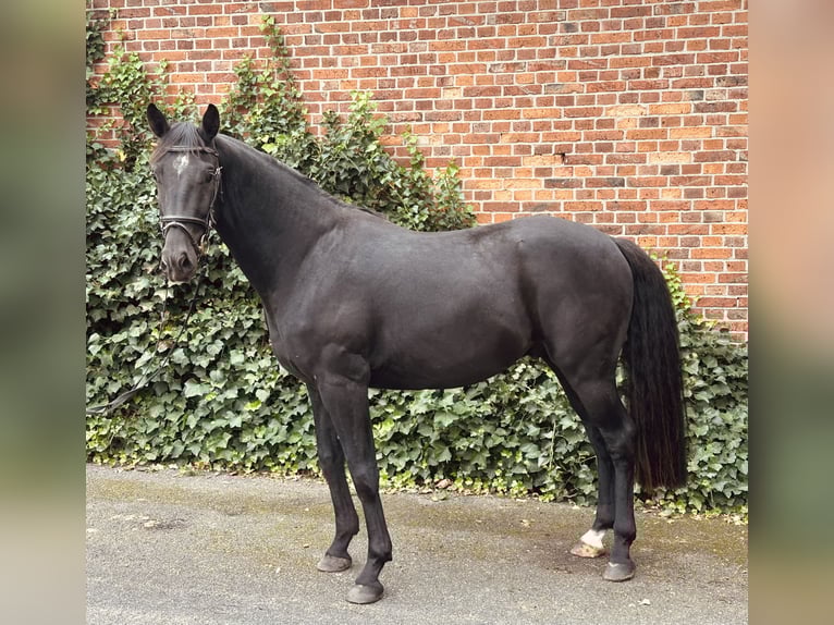 Hanovrien Hongre 3 Ans 162 cm Noir in Edemissen