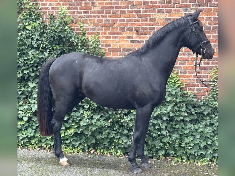 Hanovrien Hongre 3 Ans 162 cm Noir in Edemissen